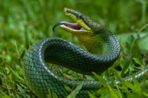 Serpent gonyosomique enroulé prêt à frapper, Indonésie — Photo de stock