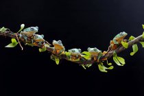 Fila de ranas de árbol en una rama, Indonesia - foto de stock