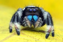 Close-up de uma aranha saltando em uma folha, Indonésia — Fotografia de Stock