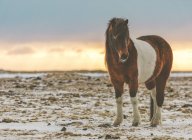Cavalo islandês em pé em uma paisagem nevada, Islândia — Fotografia de Stock