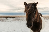 Icelandic horse standing in a snowy landscape, Iceland — Stock Photo