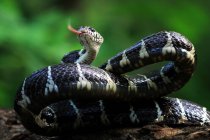 Boiga serpiente ataque listo, Indonesia - foto de stock