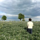 Вид сзади на человека, стоящего на лупинском поле, Сен-Кристоф-сюр-Рок, Нувель-Аквитания, Франция — стоковое фото