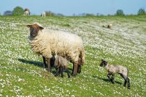 Oie avec son agneau debout dans un champ au printemps, Frise orientale, Basse-Saxe, Allemagne — Photo de stock