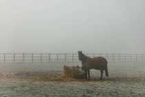 Кінь стоїть на туманному полі (Англія, Велика Британія). — стокове фото