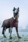 Лошадь, стоящая на поле в снегу, Ласточкино поле, Беркшир, Англия, Великобритания — стоковое фото