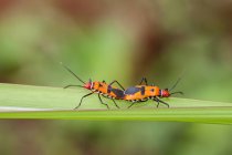 Nahaufnahme zweier Insekten, die sich auf einem Blatt paaren, Indonesien — Stockfoto