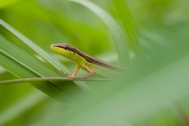 Close-up de um lagarto comum em uma folha, Indonésia — Fotografia de Stock