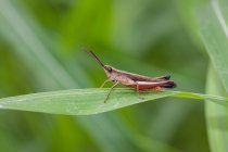 Nahaufnahme einer Heuschrecke auf einem Blatt, Indonesien — Stockfoto