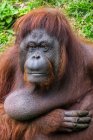 Ritratto di un orango, Borneo, Indonesia — Foto stock