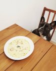 French bulldog sitting at dining room table in front of a plate of food — Stock Photo
