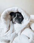 French bulldog wrapped in a duvet — Stock Photo