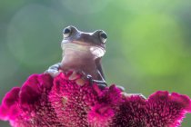 Portrait of a dumpy tree frog on a flower, Indonesia — Stock Photo