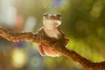 Primo piano di una rana albero cassonetto su un ramo, Indonesia — Foto stock