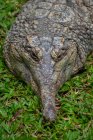 Primo piano di un coccodrillo, Indonesia — Foto stock