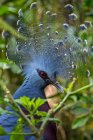 Retrato de un pájaro goura, Indonesia - foto de stock