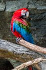 Portrait of a macaw on a branch, Indonesia — Stock Photo