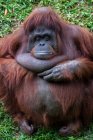 Portrait of an orangutan, Borneo, Indonesia — Stock Photo