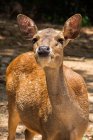 Portrait of a female deer, Indonesia — Stock Photo