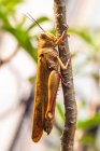 Close-up of a grasshopper on a twig, Indonesia - foto de stock