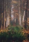 Chemin à travers le paysage forestier d'automne, Belgique — Photo de stock