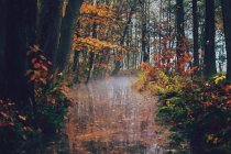 Rivière traversant un paysage forestier d'automne, Belgique — Photo de stock