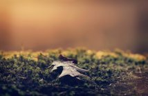 Листок осені на моху на світанку (Бельгія). — стокове фото