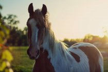 Pferd steht bei Sonnenuntergang auf einer Weide, Belgien — Stockfoto