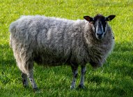 Porträt eines Schafes, das auf einem Feld steht, Schottland, Großbritannien — Stockfoto