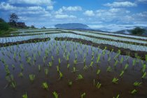 Beautiful rice fields.Terraced Rice Field in Chiangmai, Thailand — стокове фото