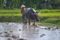 Fermier et son buffle labourant une rizière, Thaïlande — Photo de stock