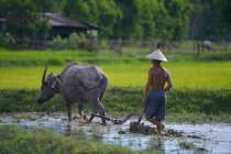 Agricoltore e il suo bufalo arare un campo di risaie, Thailandia — Foto stock