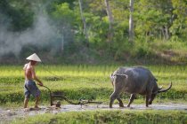 Bauer und sein Büffel pflügen ein Reisfeld, Thailand — Stockfoto