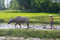 Agricoltore e il suo bufalo arare un campo di risaie, Thailandia — Foto stock
