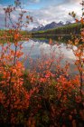 Red autumn leaves and mountain reflections at Herbert Lake, Banff National Park, Canadian Rockies, Alberta, Canada - foto de stock