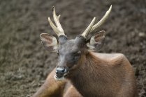 Portrait of a male deer, Indonesia - foto de stock
