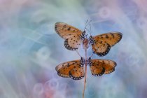 Quattro farfalle su un fiore, Indonesia — Foto stock