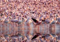 Colony of flamingoes in lake Nakuru, Kenya — Stock Photo