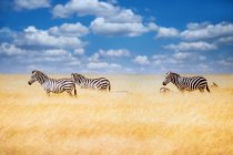 Mandria di zebre nelle praterie, Tanzania — Foto stock