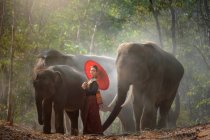 Тайская женщина, стоящая в лесу с тремя слонами, Сурин, Таиланд — стоковое фото
