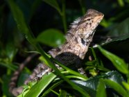 Jubata lizard in a tree, Sri Lanka — Stock Photo