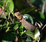 Jubata lizard in a tree, Sri Lanka — Stock Photo
