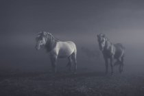 Três cavalos em pé em um campo, Islândia — Fotografia de Stock