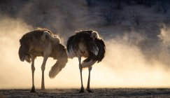 У кущі (ПАР) стоять два південноафриканських страуси. — стокове фото