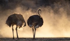 Dos avestruces sudafricanos de pie en el arbusto, Sudáfrica - foto de stock