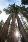 Redwood tree in Sequoia National Park, California, USA — стокове фото