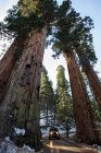 Conduciendo por el Parque Nacional Sequoia, California, EE.UU. - foto de stock