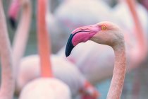 Крупный план фламинго, Сент-Мари-де-ла-мер, Камарг, Лангедок Руссийон, Франция — стоковое фото