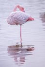 Close-up de um flamingo em pé no lago, Saintes-Maries-de-la-mer, Camargue, Languedoc Roussillon, França — Fotografia de Stock