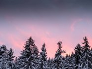 Alberi innevati in inverno al tramonto, Bulgaria — Foto stock